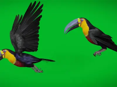 Channel Billed Toucan Bird Low-poly 3D model