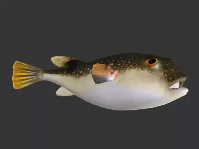 Pufferfish - Grass Puffer Animated 3D model