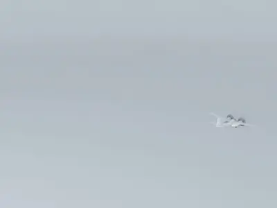 Douglas B26 Invader Free 3D model