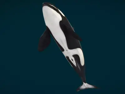 Killer Whale - Orca Low-poly 3D model