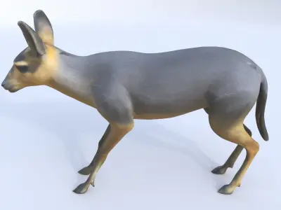 Patagonian Mara 3D model