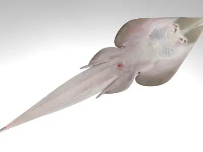 Brown Guitarfish RIGGED 3D model