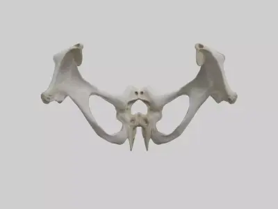 Falcon Pelvis Low-poly 3D model