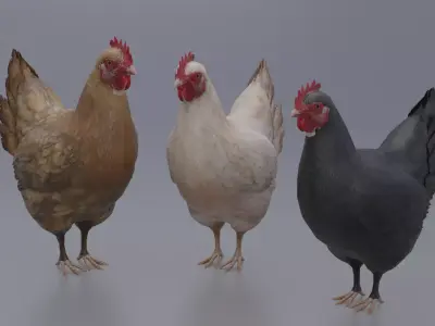 Hen with three different Textures Low-poly 3D model