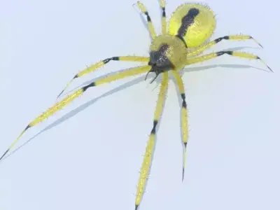 Spider Yellow sac 3D model