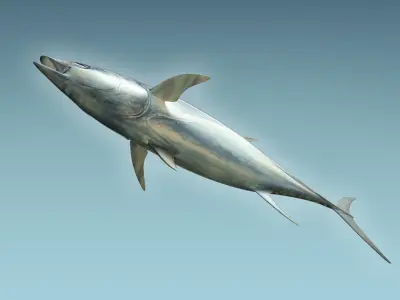Yellowfin Tuna 3D model