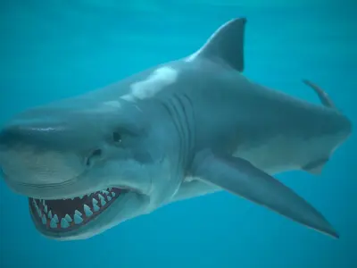 Shark two sharks swimming in ocean Low-poly 3D model