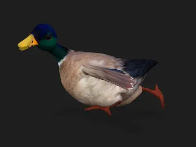 Duck A2 3D model