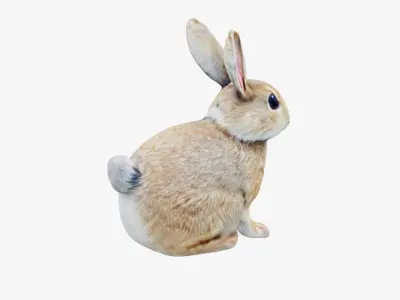 Rabbit Free 3D model