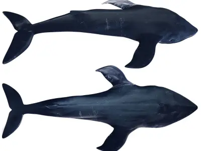 While whale Low-poly 3D model