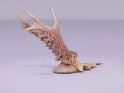 Deer skull with horns high-poly 3D model