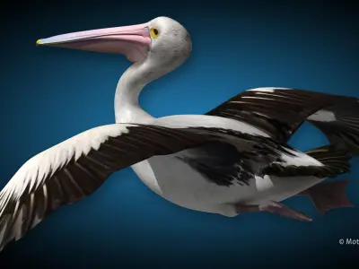 Pelican  Flying 3D model