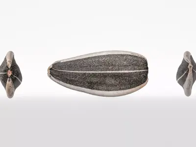 Sunflower Seed 3D model