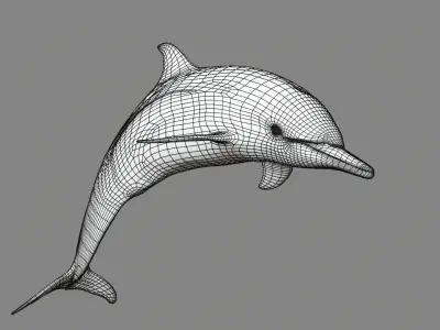 Delphinus Dolphi Animated 3D model