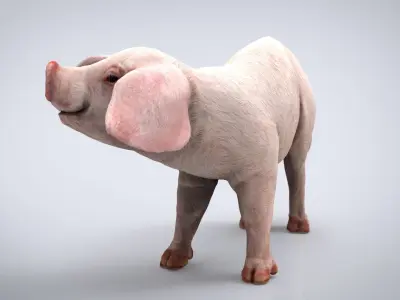 REALISTIC PIG Low-poly 3D model