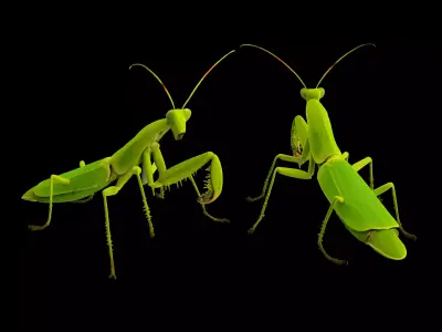 Mantis Dao Lang winged insect insect game animal cartoon animal 3D model