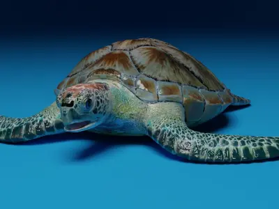 Rigged Green Sea Turtle 3D model