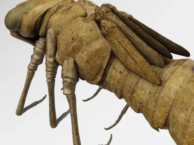 Molt Anax Imperator 3D model