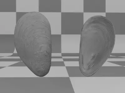 Mussel Shell Low-poly 3D model