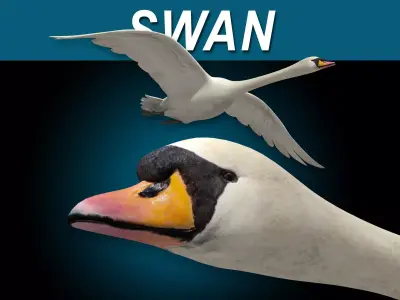 Swan  Flying 3D model