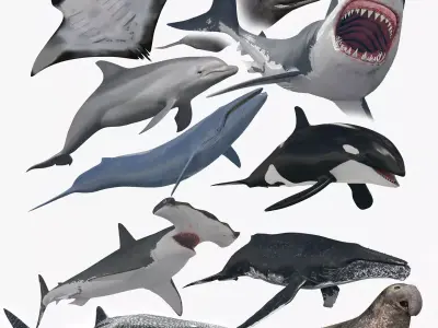 8K Marine Pack - fully animated 3D model