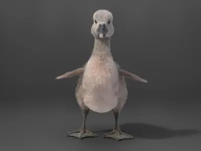 Young Mute Swan Animated VFX Grace 3D model