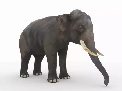 Elephant with tusks 3D model