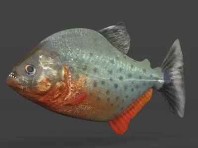 Piranha Fish 3D model