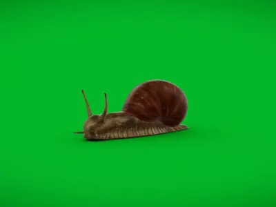 Garden Snail Low-poly 3D model