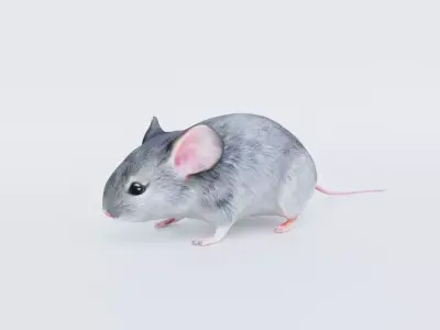 Mouse Free 3D model