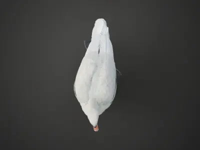 Mute Swan Animated VFX Grace 3D model