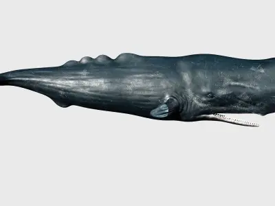 Sperm whale Low-poly 3D model
