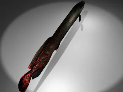 Arapaima fish with light shining Low-poly 3D model