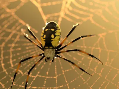 Black and Yellow Garden Spider Low-poly 3D model