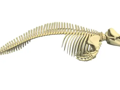 Killer Whale Orca Skeleton 3D model