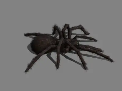 Spider - Tarantula with animations Low-poly 3D model