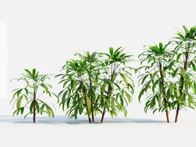 Chuniophoenix humilis a 3D model