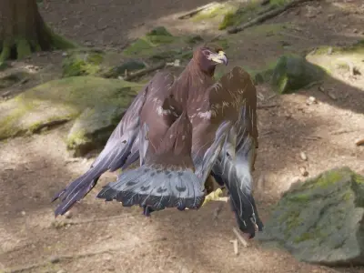 Golden Eagle Low Polly Low-poly 3D model