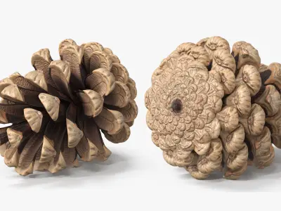 Opened Pine Cone Brown 3D model