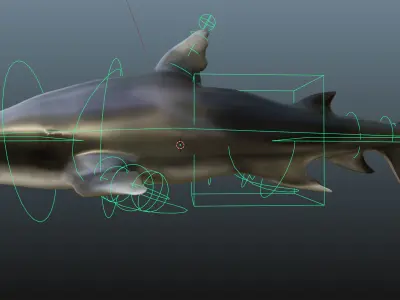 Shark  Rigged Low-poly 3D model