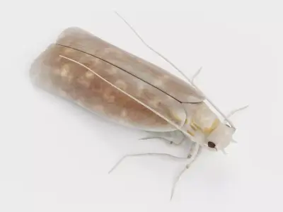 Cloth Moth Low-poly 3D model