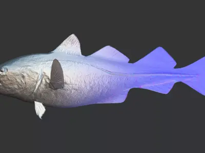 Realistic Atlantic Cod Animated 3D model