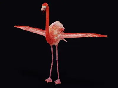 Flamingo American Caribbean Pink Bird Wild Exotic Animal  Low-poly 3D model