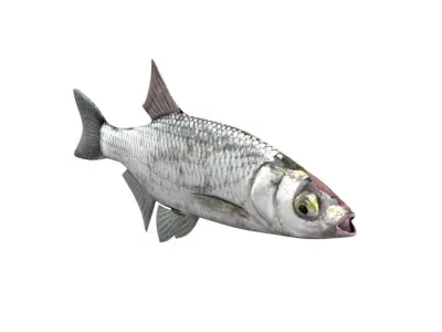 Bleak Ablet Fish Alburnus Alburnus 3D model
