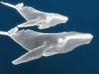 Humpback whale top quality realistic Low-poly 3D model