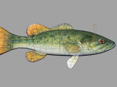 Redeye Bass Realistic Animated Low-poly 3D model