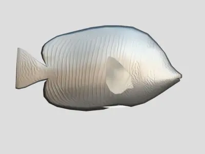 Zebrasoma desjardinii Realistic Animated Low-poly 3D model