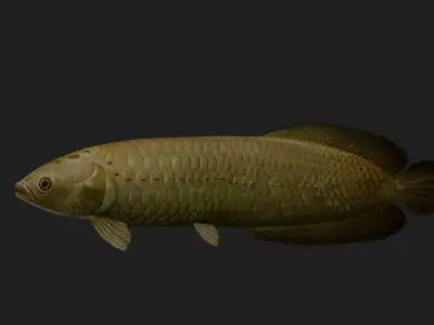 Bonytongue Low-poly 3D model