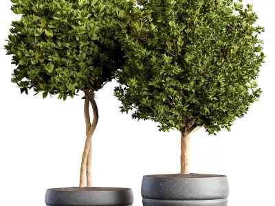 indoor Plant Set 02 3D model