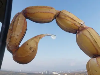 Scorpion Tail Low-poly 3D model